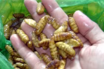 Trẻ nhập viện sau khi ăn nhộng tằm