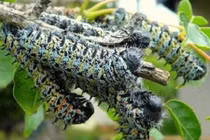 Khám phá món sâu kinh dị nhưng lại là đặc sản của châu Phi