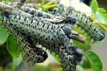 Khám phá món sâu kinh dị nhưng lại là đặc sản của châu Phi