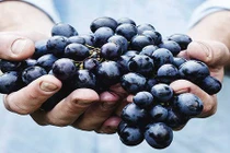 Đang dịch COVID-19, bệnh nhân tiểu đường chớ dại ăn 10 loại trái cây này