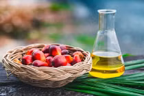 4 loại dầu tưởng tốt nhưng có hại, triệu người ăn mà không biết