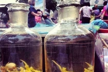 Rùng mình “tiên tửu” chuột bao tử ngâm, “ông uống bà khen”