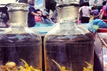 Rùng mình “tiên tửu” chuột bao tử ngâm, “ông uống bà khen”