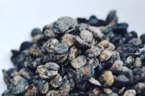 Đặc sản kinh dị, dậy mùi tất thối người Nigeria ăn mãi