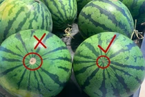 Cách chọn dưa hấu siêu đơn giản, đảm bảo dưa ngon ngọt, nhiều nước