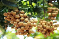 Không chỉ măng khô, nhãn, vải, thuốc bắc cũng bị "tẩm" chất độc hại