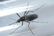 WHO khẳng định Zika gây ra dị tật đầu nhỏ