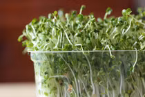 Cách trồng rau mầm tại nhà không lo ăn phải rau bẩn