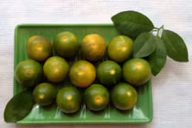 Công thức làm sinh tố sữa tắc thơm ngon, ngọt mát