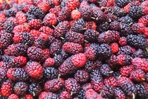 Lưu ý không thể quên khi ngâm siro dâu tằm