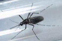 Chấn động virus Zika gây rối loạn thần kinh ở người lớn