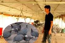 View - Hé lộ loài gà đẹp nhất thế giới, hot rần rần ở Việt Nam | Báo Tri thức và Cuộc sống - TIN TỨC PHỔ BIẾN KIẾN THỨC 24H