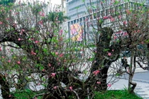 10 chậu bonsai "siêu khủng" giá tiền tỷ xuất hiện dịp Tết Ất Tỵ 2025, vừa đẹp vừa mang ý nghĩa phong thủy, có cây giá gần 13 tỷ đồng