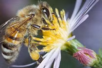 Tận dụng phấn hoa ong đầu mùa giúp ngăn ngừa ung thư