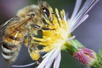 Tận dụng phấn hoa ong đầu mùa giúp ngăn ngừa ung thư