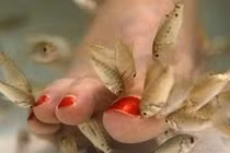 Tiền mất tật mang với liệu pháp massage làm đẹp với cá 