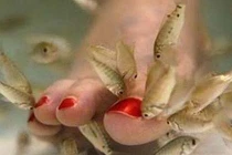 Tiền mất tật mang với liệu pháp massage làm đẹp với cá 