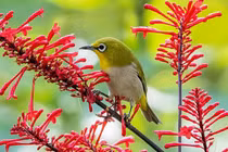 Bùng nổ mùa hè, 4 con giáp phúc lộc tứ bề, ngày càng sung túc