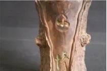 Khúc gỗ vứt lăn lóc xó nhà không ngờ là cổ vật giá trị