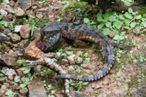 Điểm mặt top 12 loài bò sát độc - dị - lạ nhất Việt Nam 