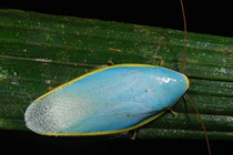 Loài côn trùng bị căm ghét nhất quả đất sở hữu thứ khó tin