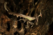 Tròn mắt kinh ngạc với những loài bọ ngựa dị nhất quả đất 