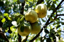 Đặc sản "tiến vua" xứ Huế vào vụ thu hoạch năm nay có gì đặc biệt? 