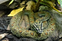 Top 20 loài rắn ấn tượng nhất Việt Nam (2)