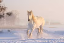 Top 5 con giáp phất lên như diều gặp gió cả năm 2025