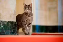 Bật mí thú vị những thú cưng đầy quyền lực trong Nhà Trắng