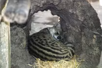 Loài thú nhỏ như mèo, tiết ra hương liệu quý như vàng ở Việt Nam 