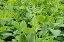 Loại rau “râu rồng” ít người biết, cải thiện thị lực, nuôi dưỡng gan