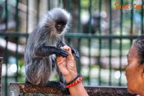 'Bật ngửa' 14 sự thật về Thảo Cầm Viên Sài Gòn