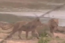 Video: Lội qua sông, sư tử suýt bị cá sấu đoạt mạng 