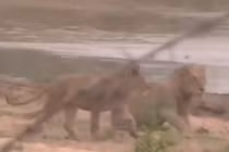 Video: Lội qua sông, sư tử suýt bị cá sấu đoạt mạng 