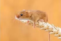 Một tháng tới đây, 3 con giáp làm đâu thắng đó, phất lên như Rồng 