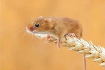 Một tháng tới đây, 3 con giáp làm đâu thắng đó, phất lên như Rồng 