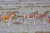 Điểm danh những gương mặt đình đám còn sót lại của họ nhà ngựa 