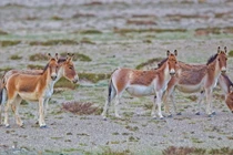 Điểm danh những gương mặt đình đám còn sót lại của họ nhà ngựa 