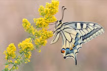 Người sinh ngày Âm lịch này gia đình thịnh vượng, con cháu thành đạt