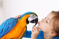 Sửng sốt 15 bằng chứng về sự thông minh của loài vẹt