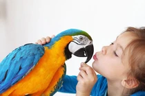 Sửng sốt 15 bằng chứng về sự thông minh của loài vẹt
