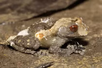 Những loài ếch nhái độc dị Việt Nam qua ống kính người nước ngoài