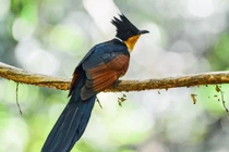 Tròn mắt kinh ngạc loài chim mang tên “khát nước” độc nhất Việt Nam