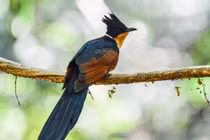 Tròn mắt kinh ngạc loài chim mang tên “khát nước” độc nhất Việt Nam