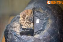 Hé lộ bộ sưu tập hóa thạch “khủng” nhất Việt Nam