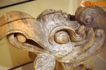 Cận cảnh đầu phượng hoàng 700 tuổi cực lớn, đẹp nhất Việt Nam