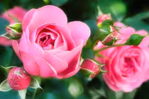 Người sinh 4 ngày Âm này, khôn khéo hơn người, càng già càng vinh hiển