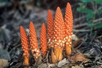 Cận cảnh loài cây đỏ rực kỳ lạ, chữa được “bách bệnh” ở Việt Nam 