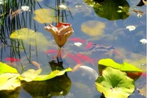 Cổ nhân nói: 'Nước trong thì không có cá', vế sau mới thực sự cốt yếu 